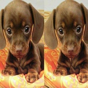 Meet your Posher, Thomas